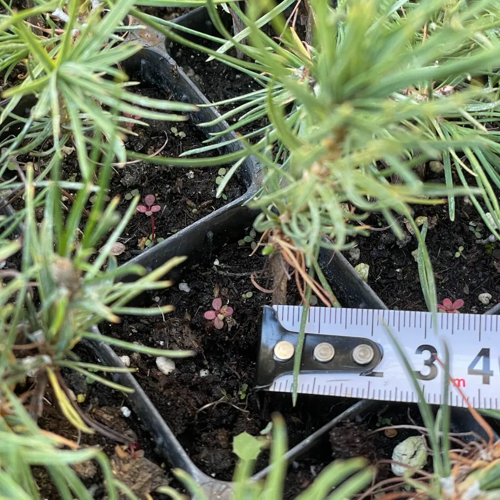 1 year, up to 3mm root neck