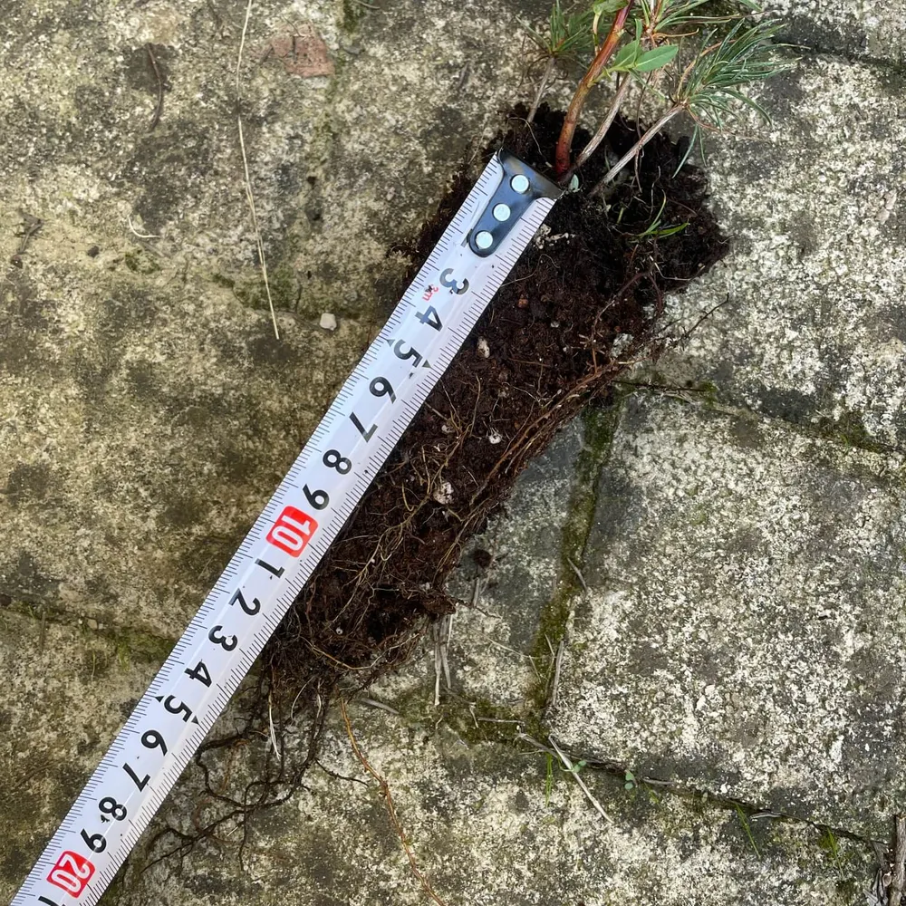 1 year, good root development