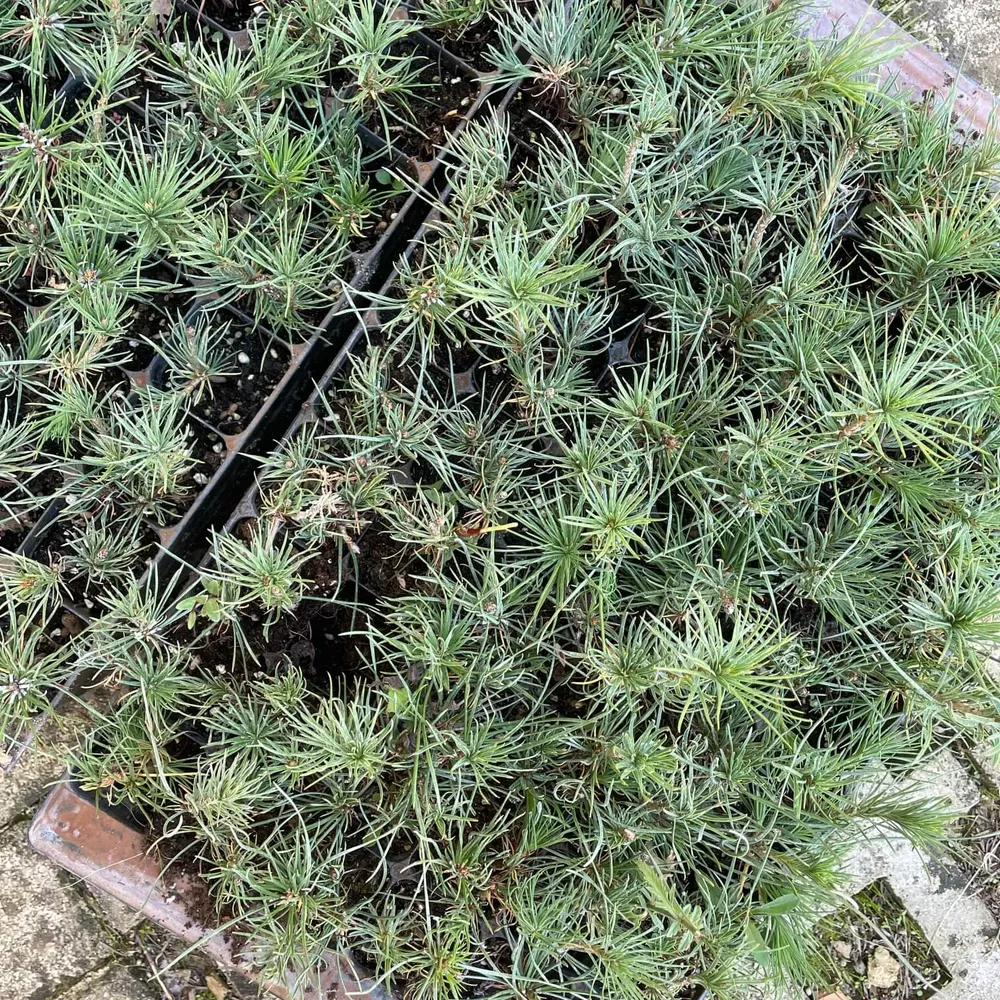 1 year, packed in transport containers