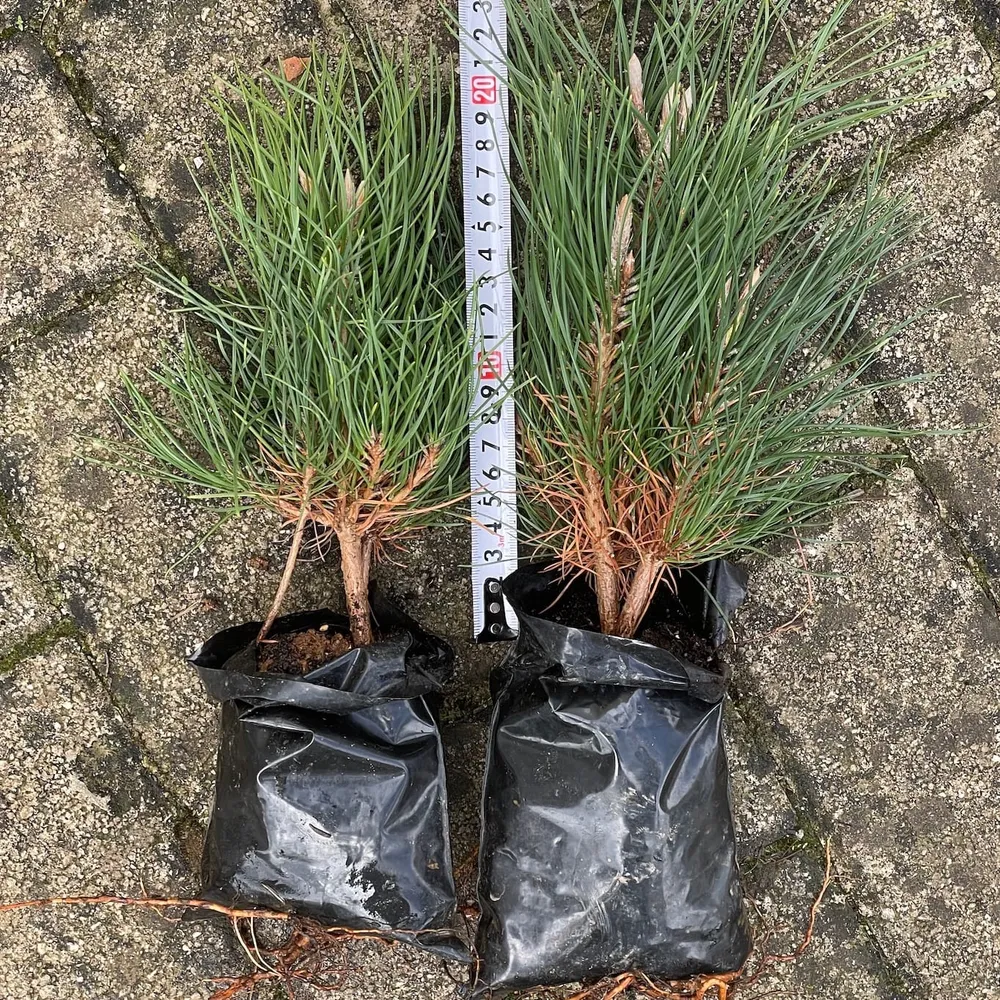 2 year, height above specification