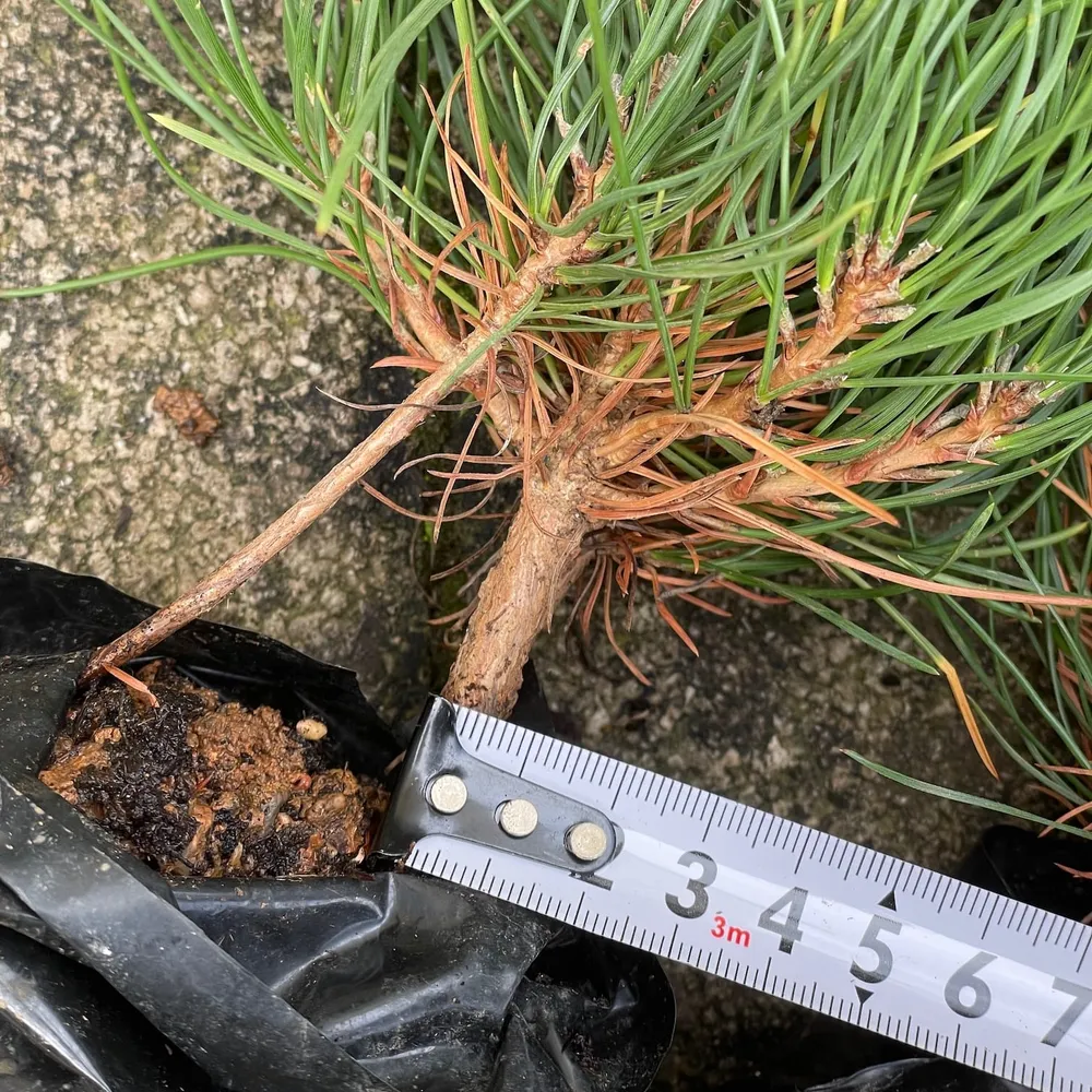 2 year, good neck root