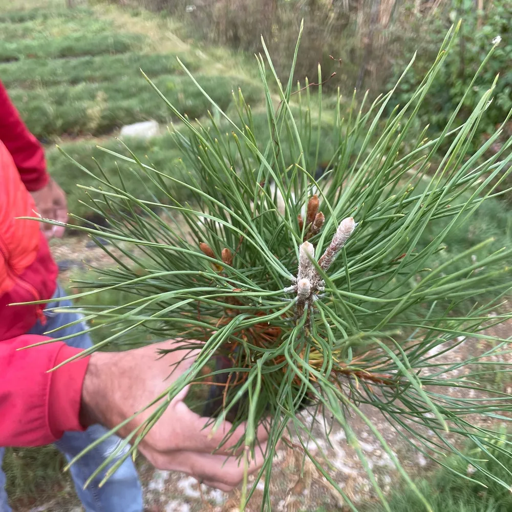 Healthy, good terminal bud