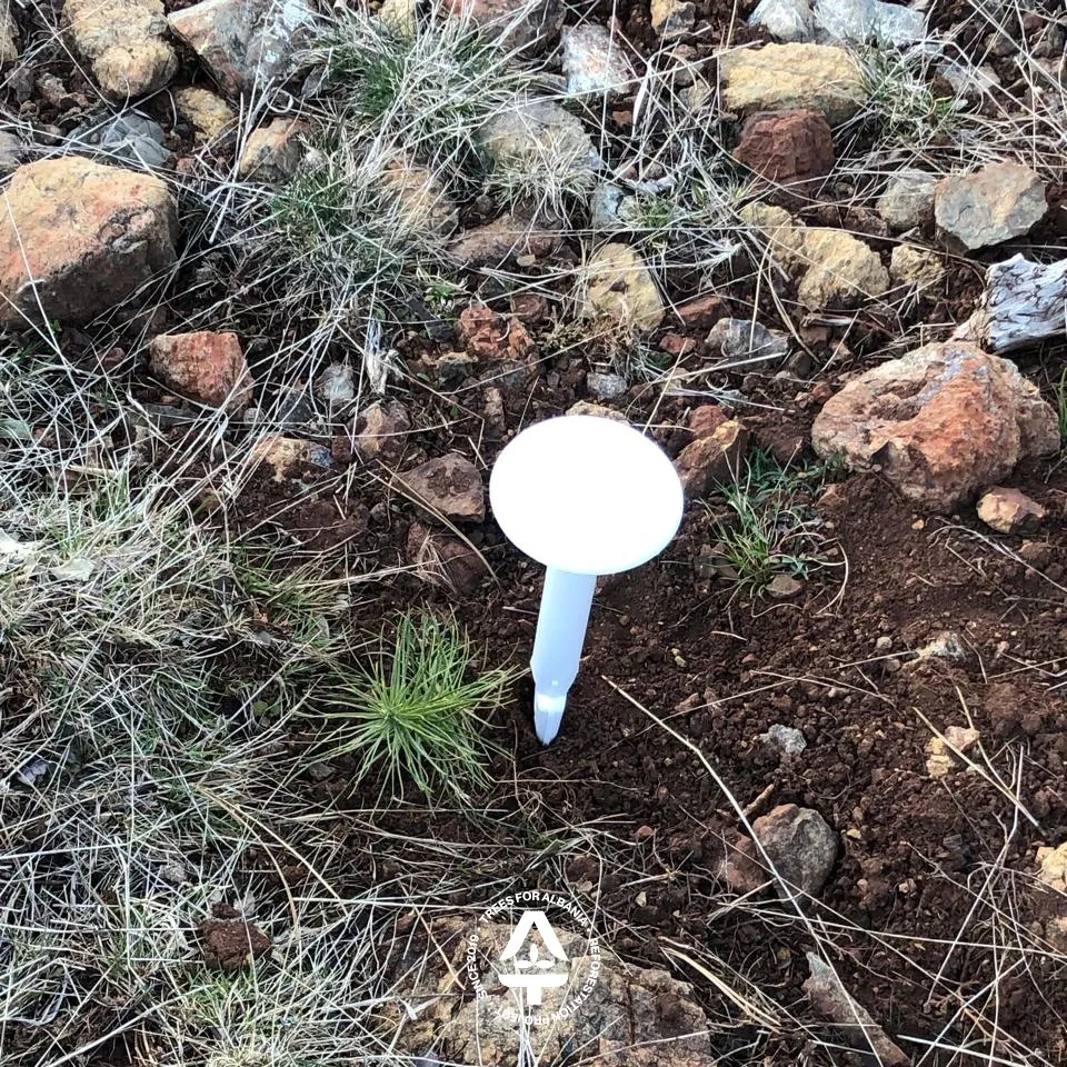 TMS-4 sensor installed in Lurë, 1-year-old saplings planting method