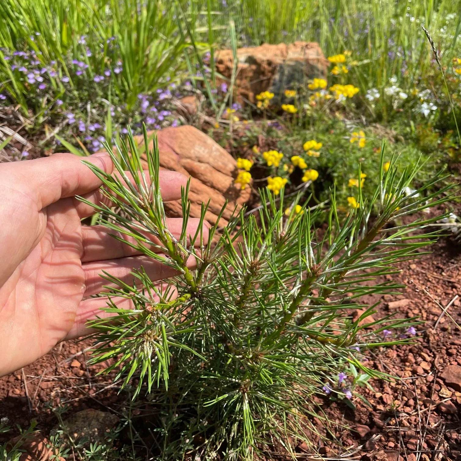 Reforestation