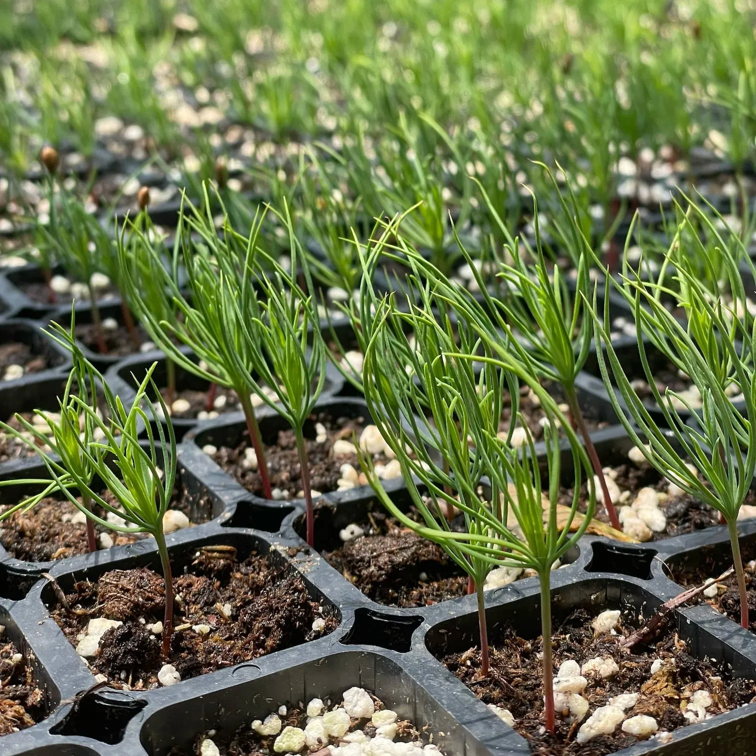 Tree nurseries