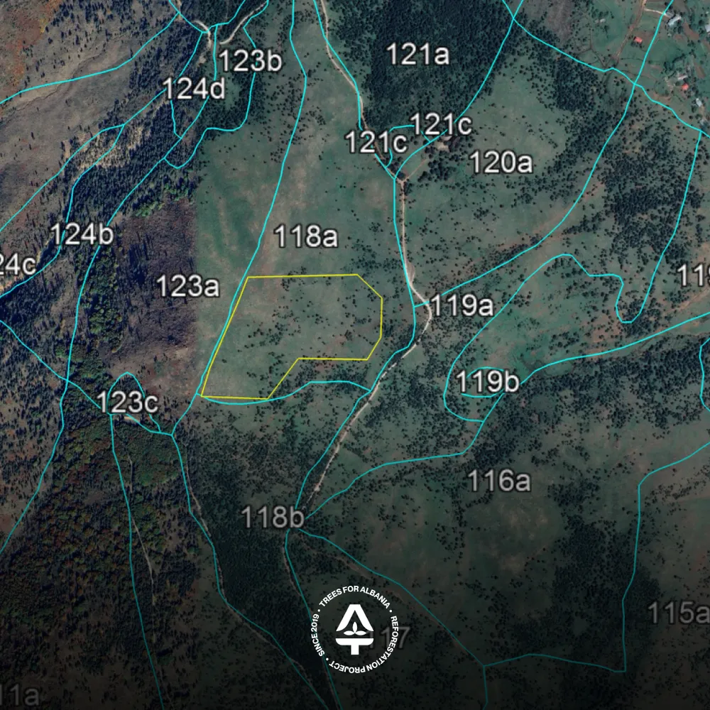 Lurë 2025 planting area, plot 118a
