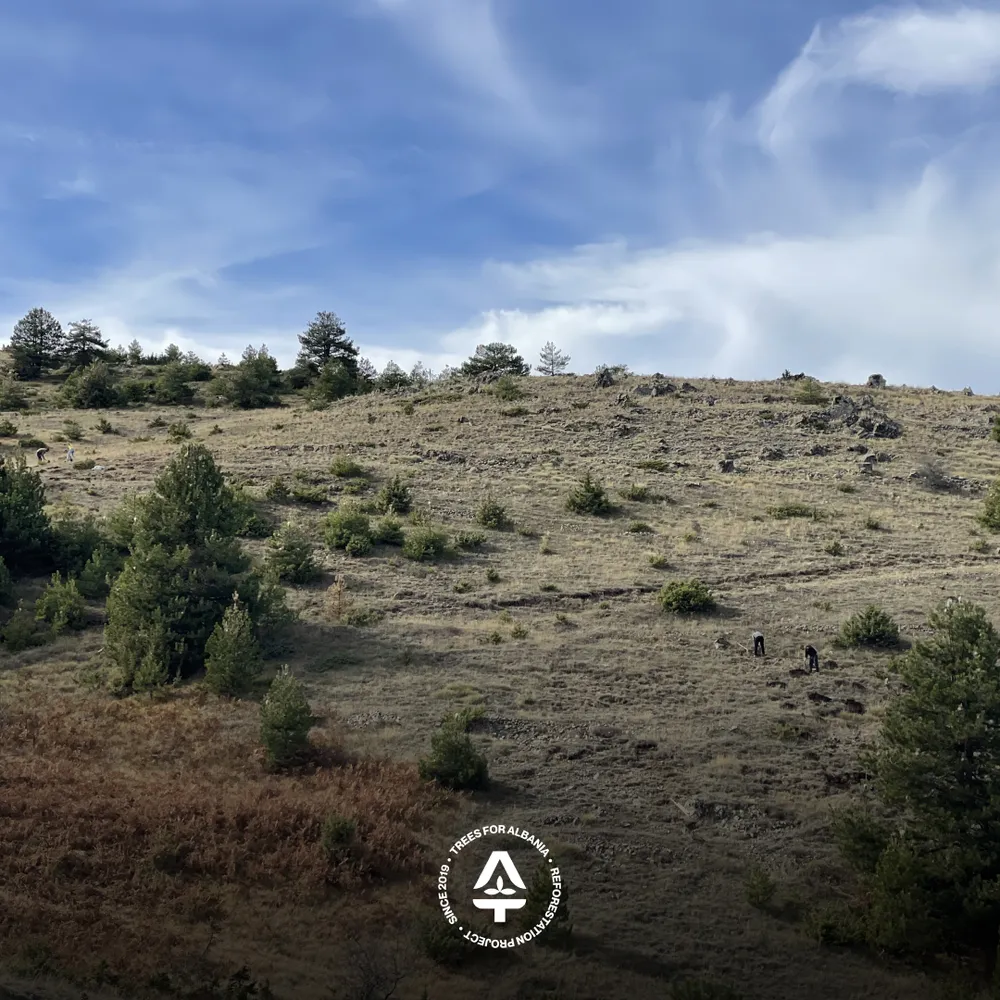 Workers in Voskopojë 2025 planting area