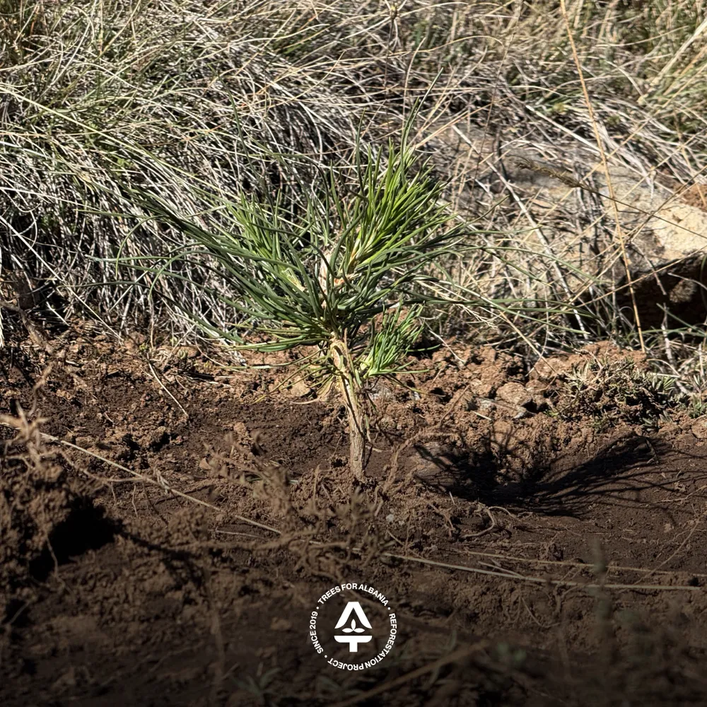 The first tree planted in Voskopojë