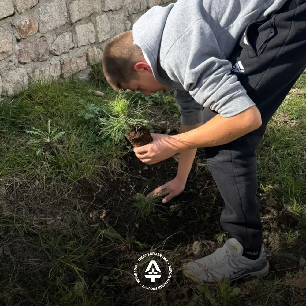 Kids from the “Voskopojë” elementary school planting trees at their school courtyard