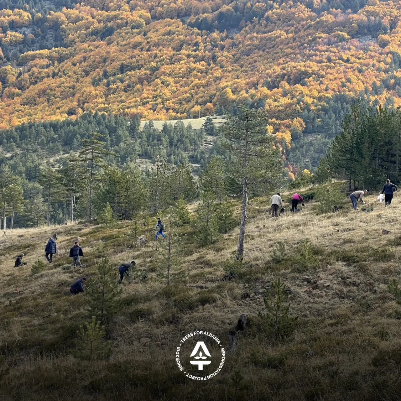 Lurë 2025 planting area, plot 118a