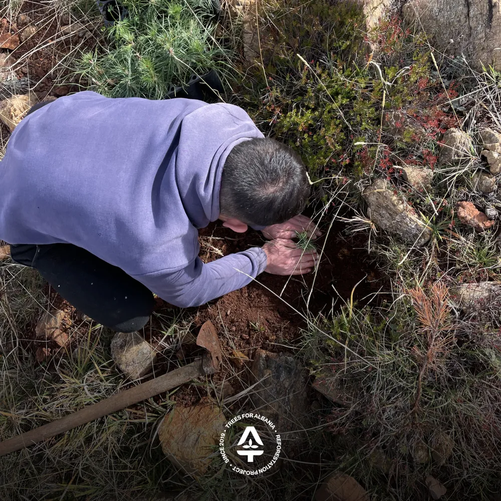 Xhemal replacing trees