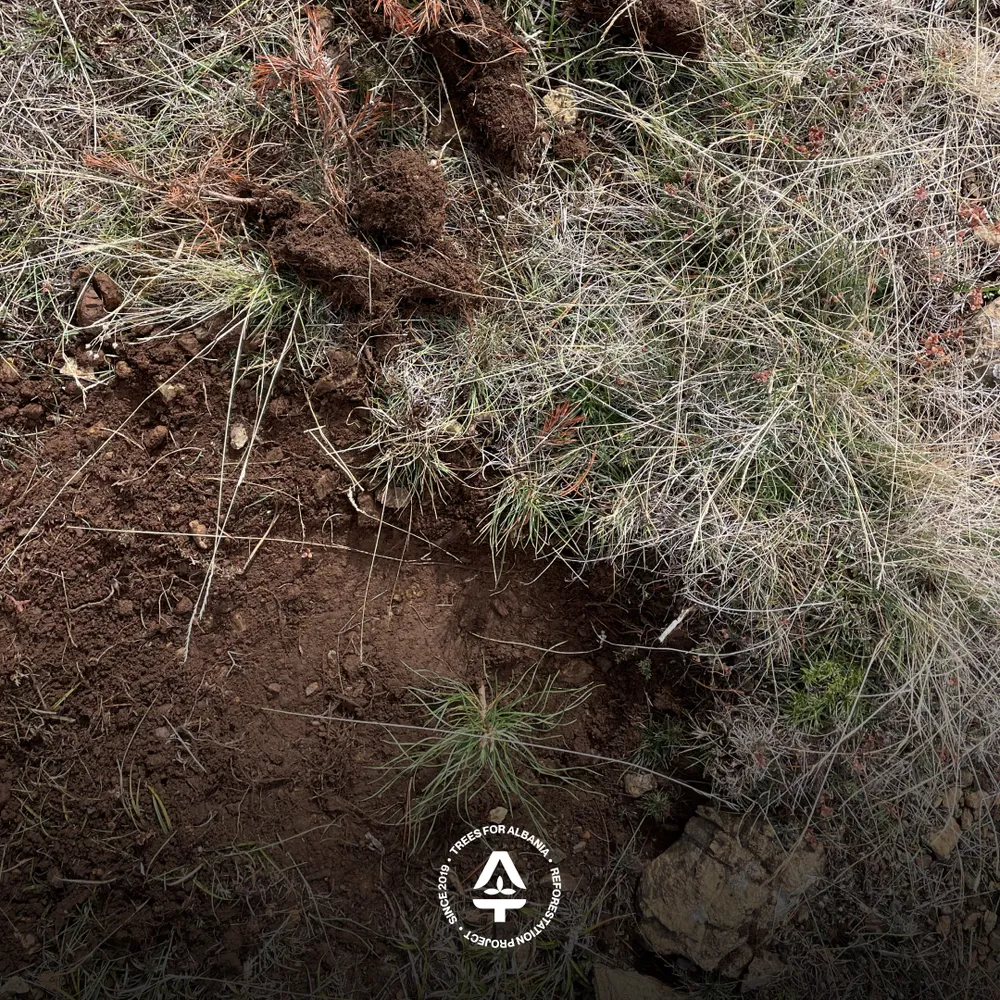Dead trees (above) after being replaced with new ones