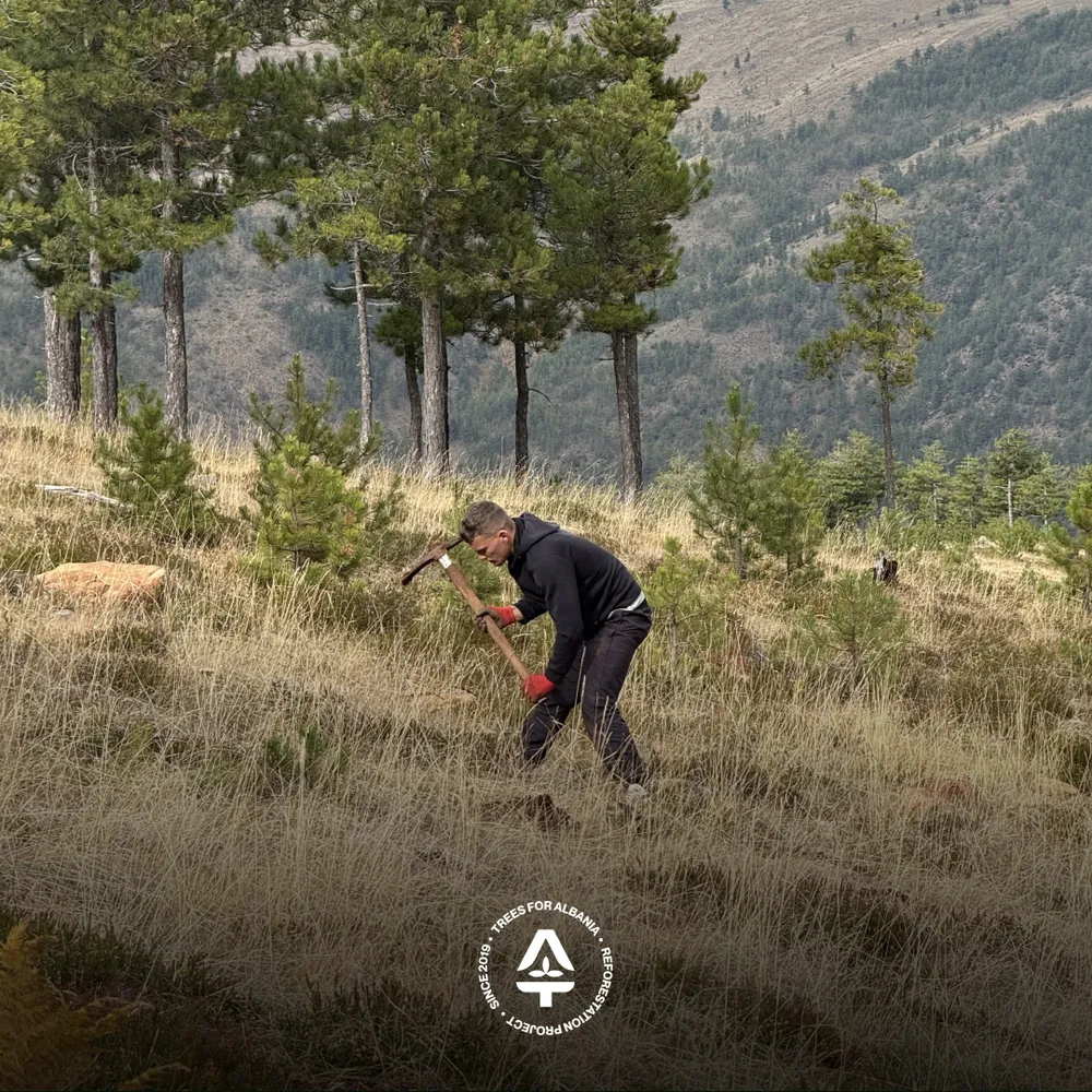Murat digging holes at the 2025 planting area