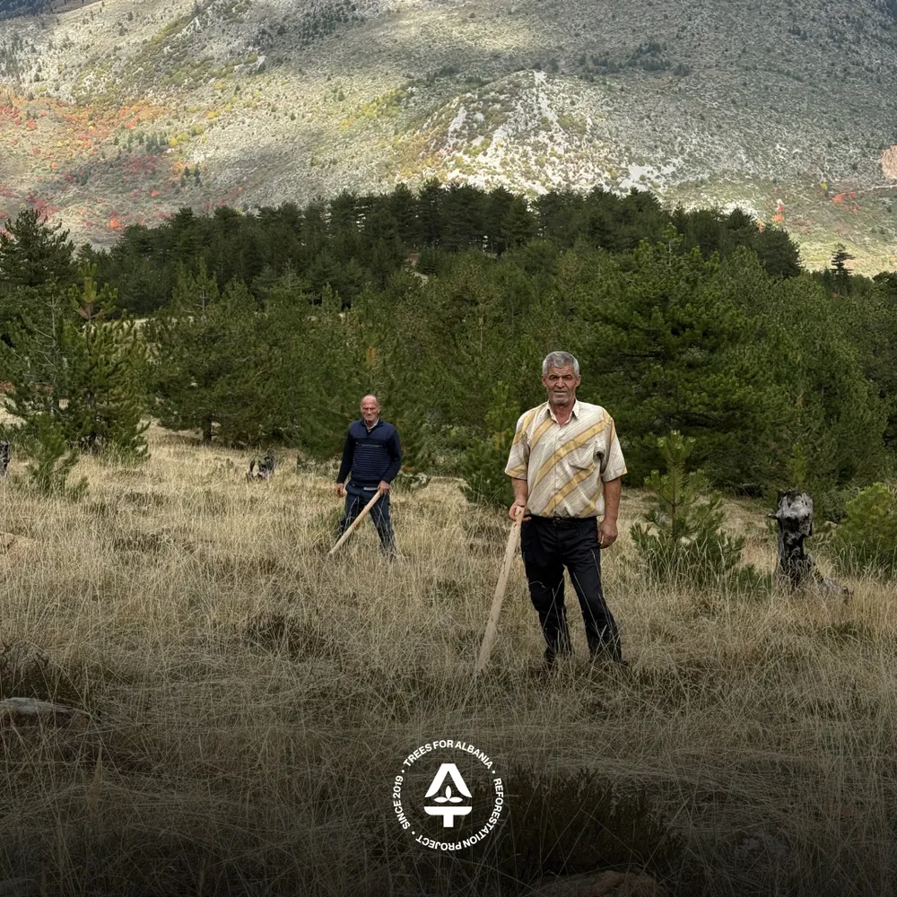 Kujtim and Qamil (in the back) digging holes at the 2025 planting area