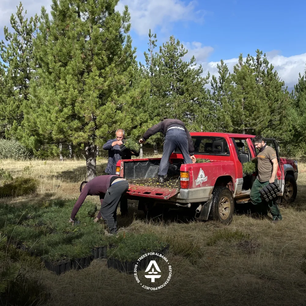 Offloading trees at the new planting area