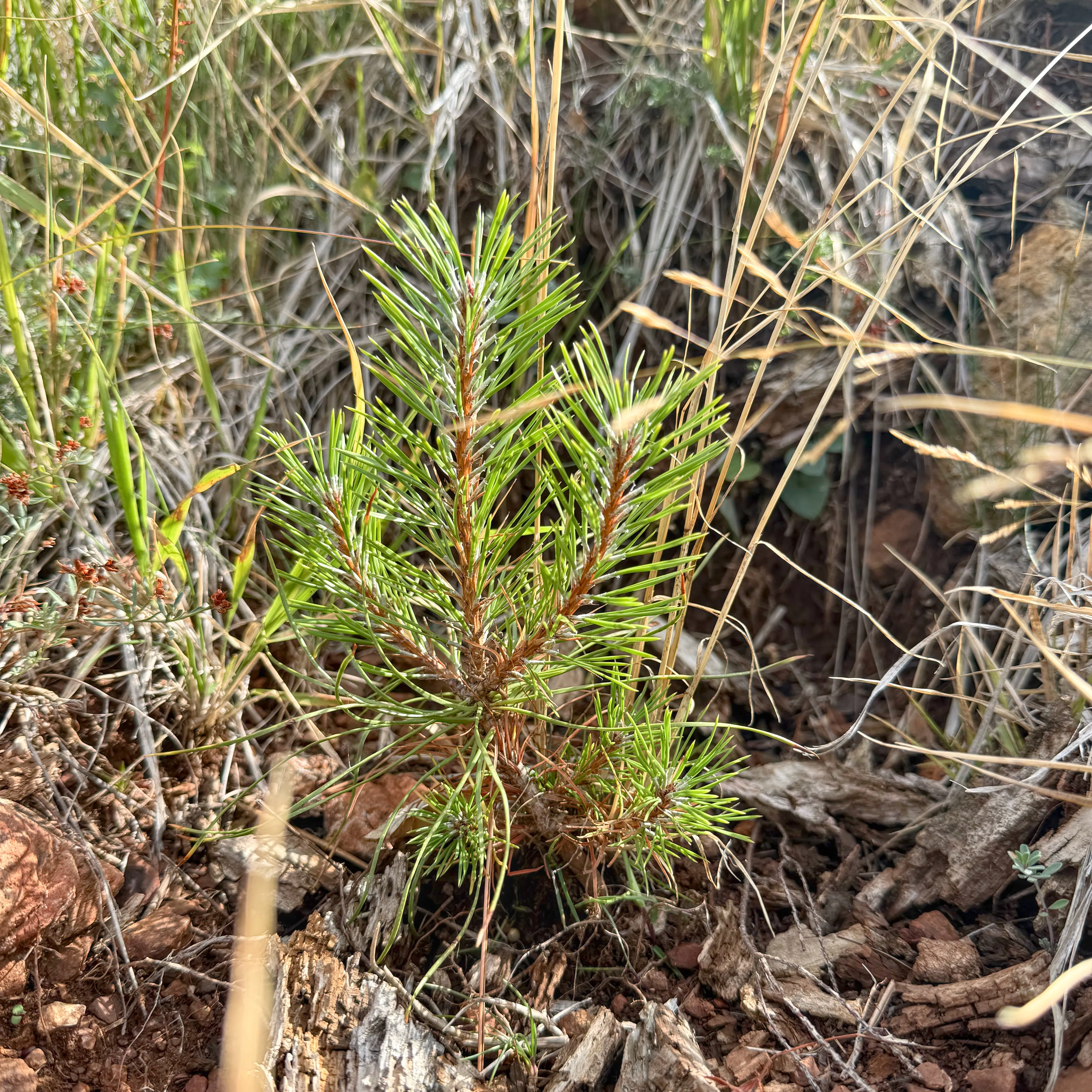 REFORESTATION