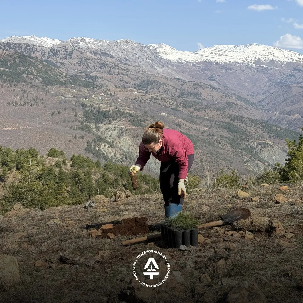 Fllanza replanting in Pregj-Lurë
