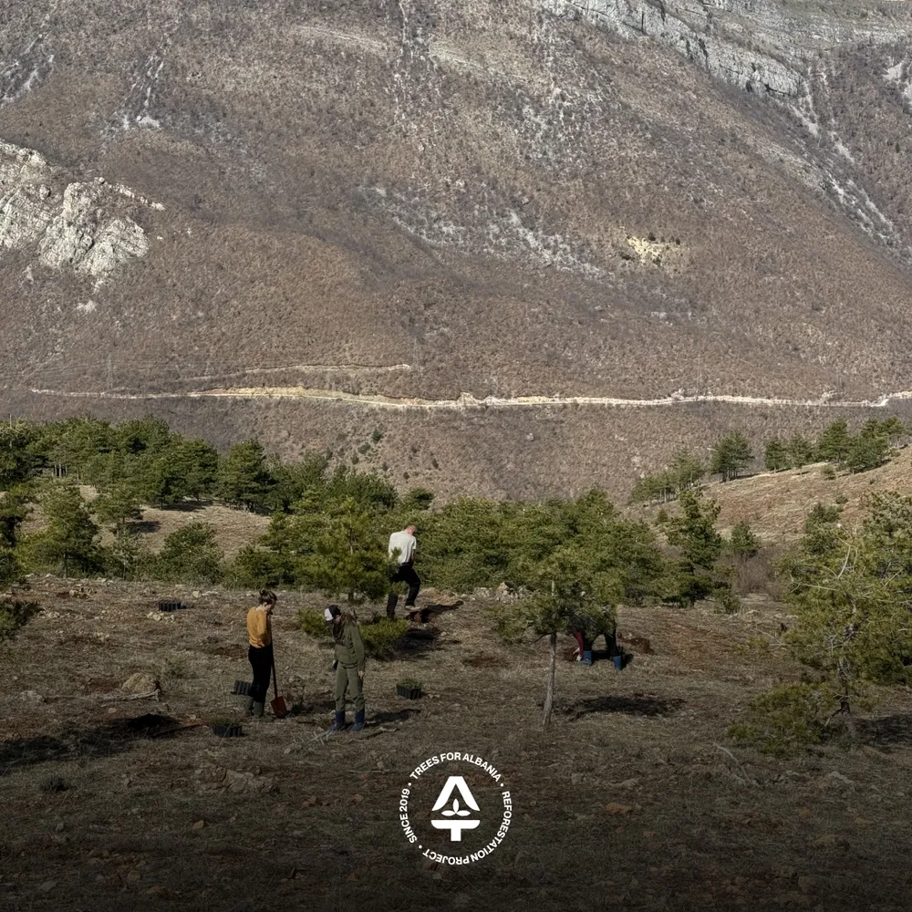 Women and the team replanting in Pregj-Lurë
