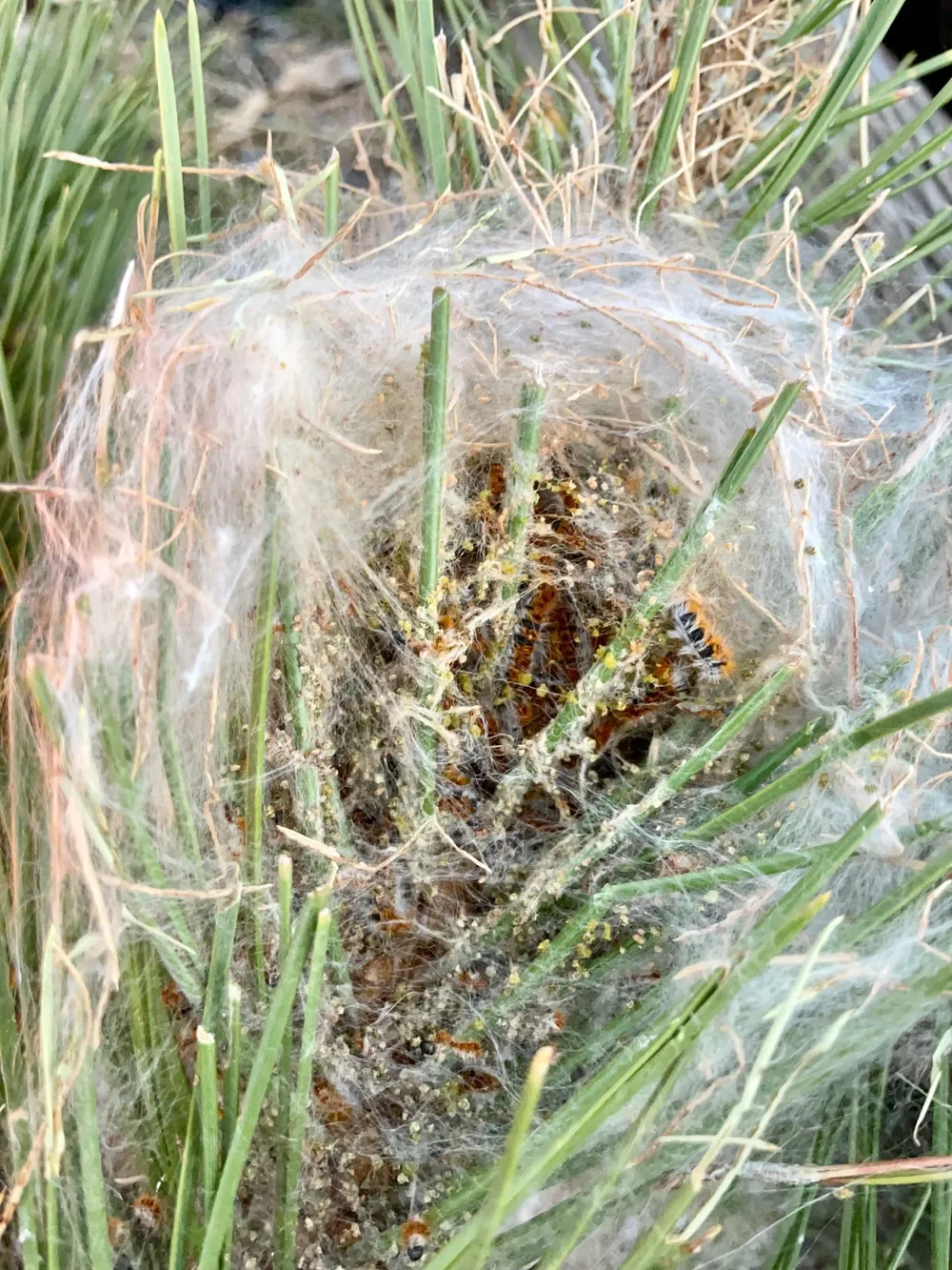 Processionaria: Opened nest showing the caterpillars