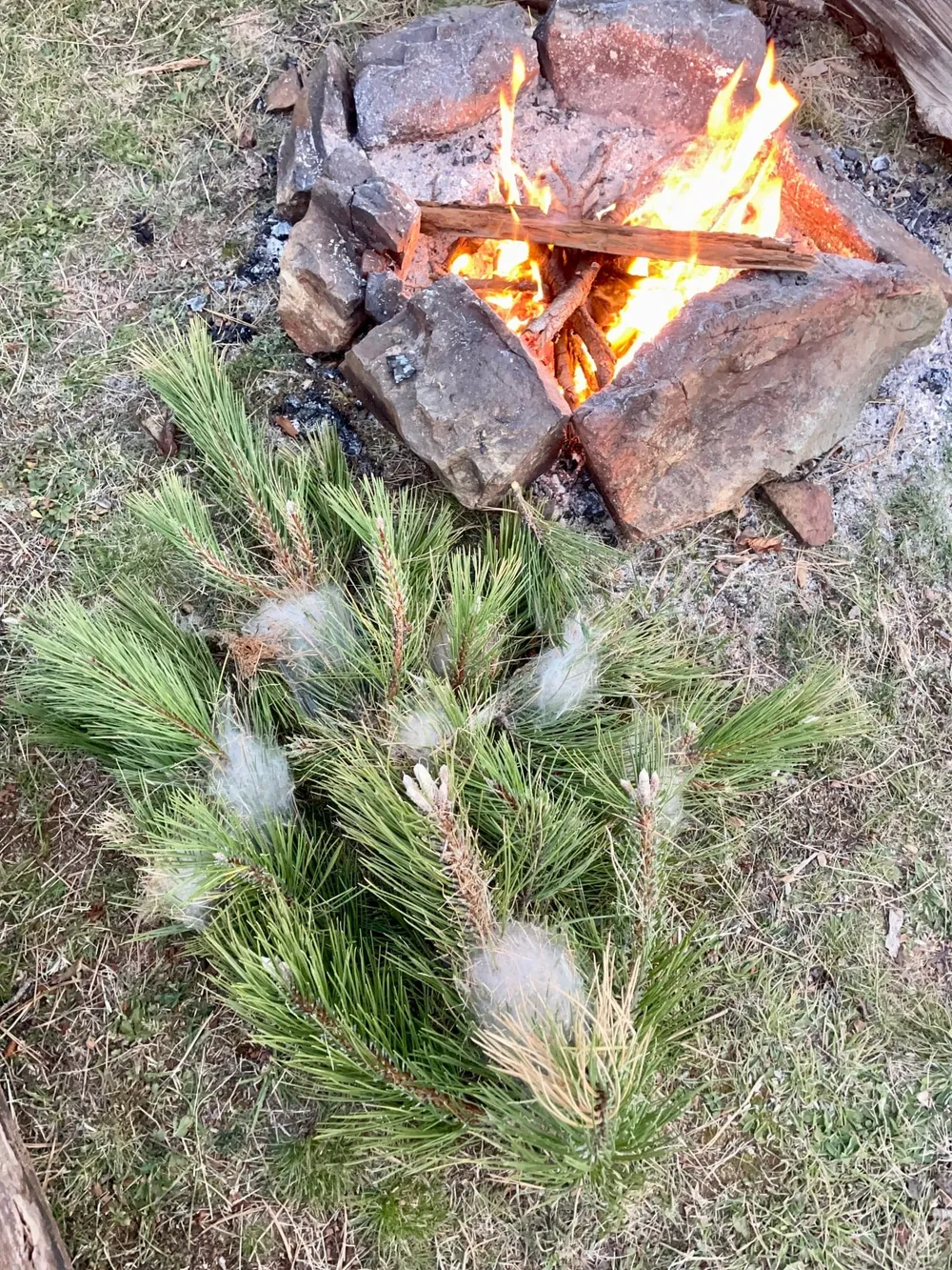 Processionaria: Burning branches with nests is one way of pest control