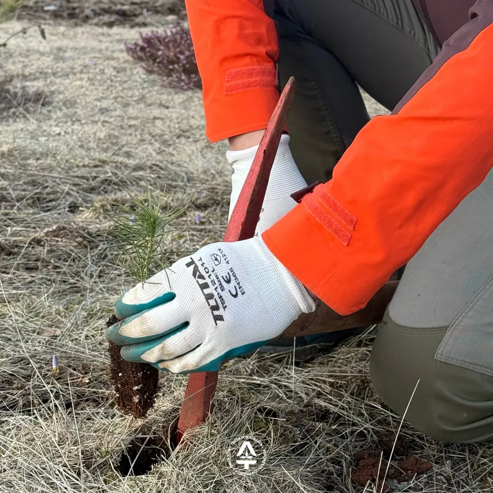 Planting using a small hole with minimal surface disturbance