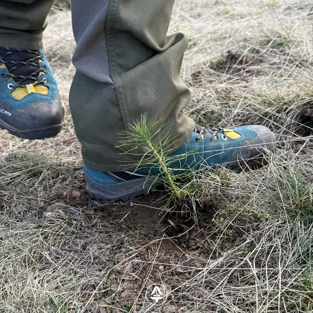 Packing the soil around the sapling to eliminate air pockets