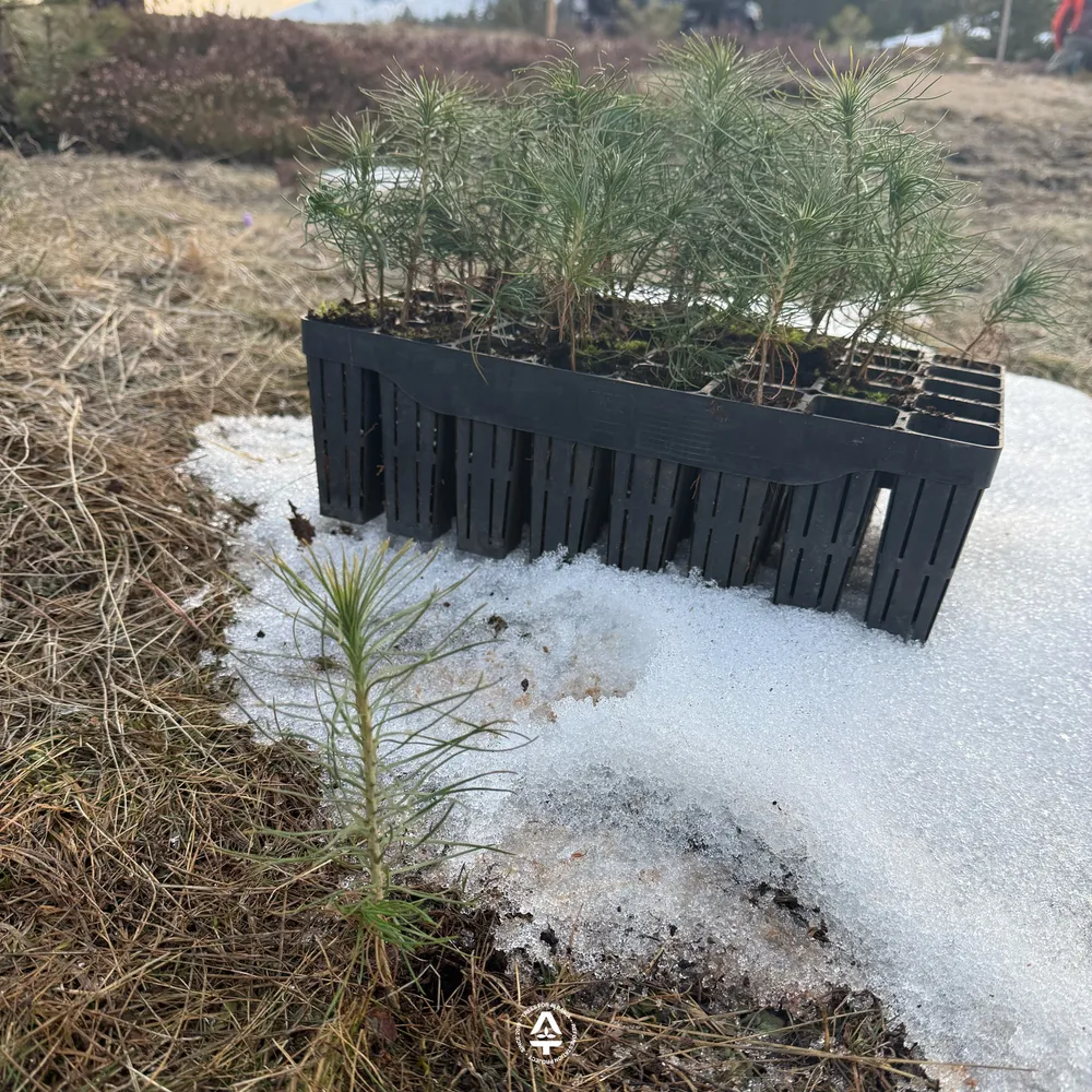1-year-old Black pine from Fushë-Lurë nursery