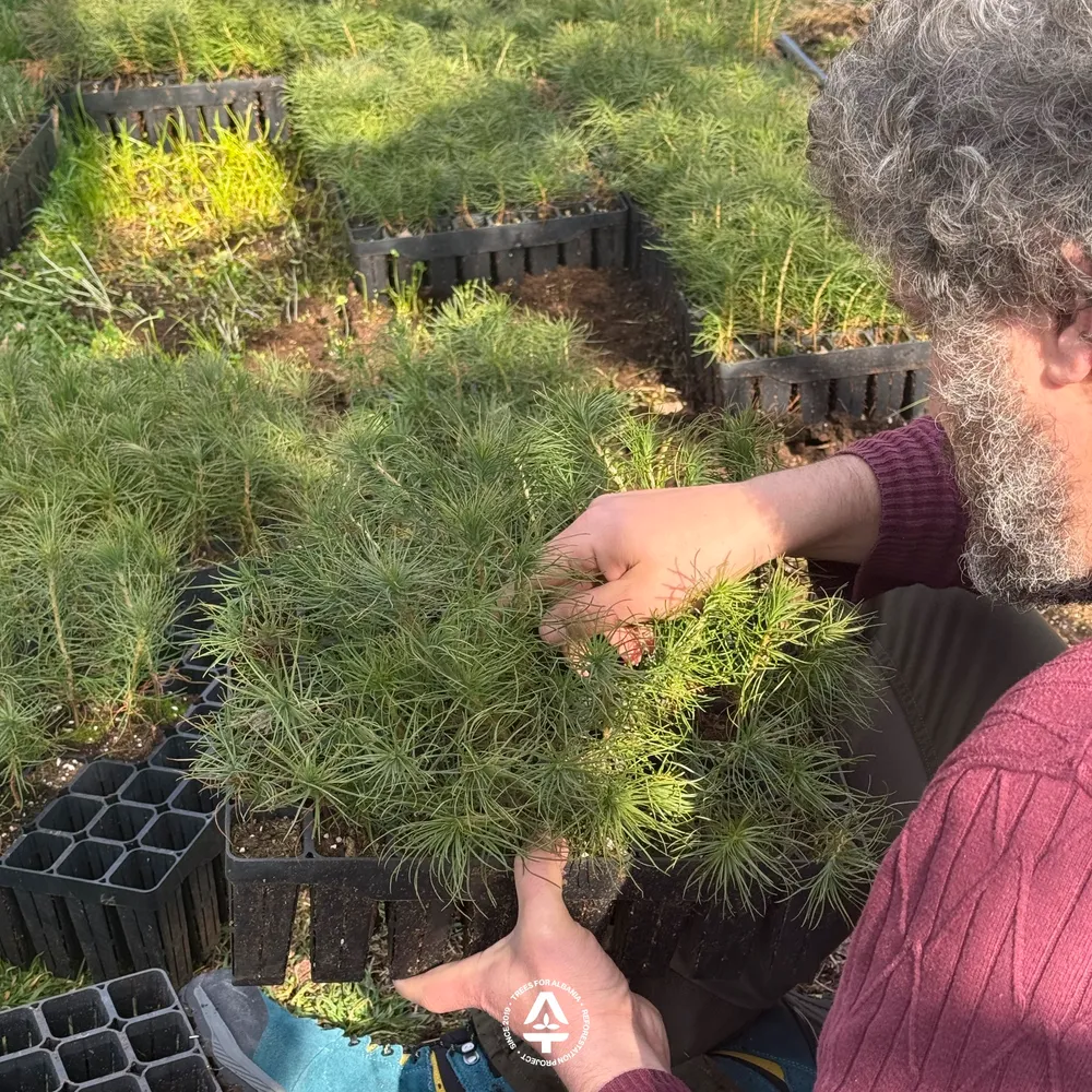 Sorting 1-year-old saplings in Fushë-Lurë nursery