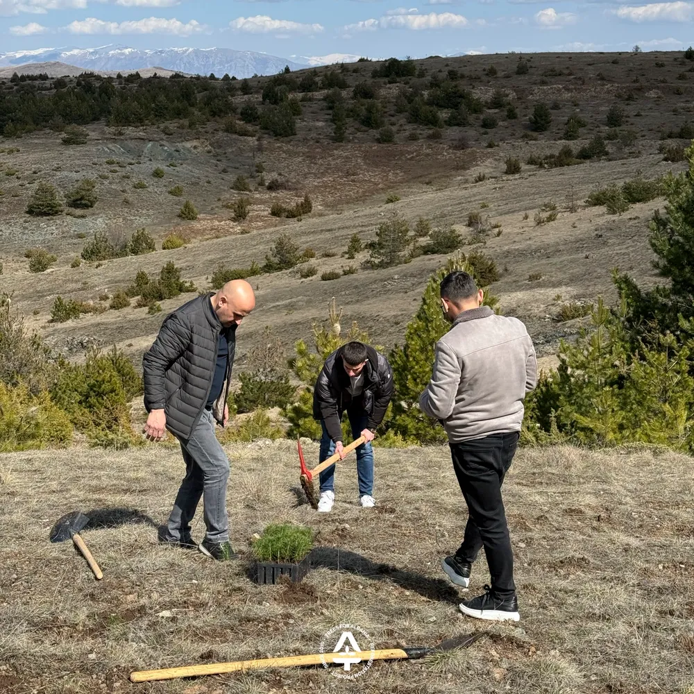 Planting 1-year-old saplings in Voskopojë with NFA Korçë