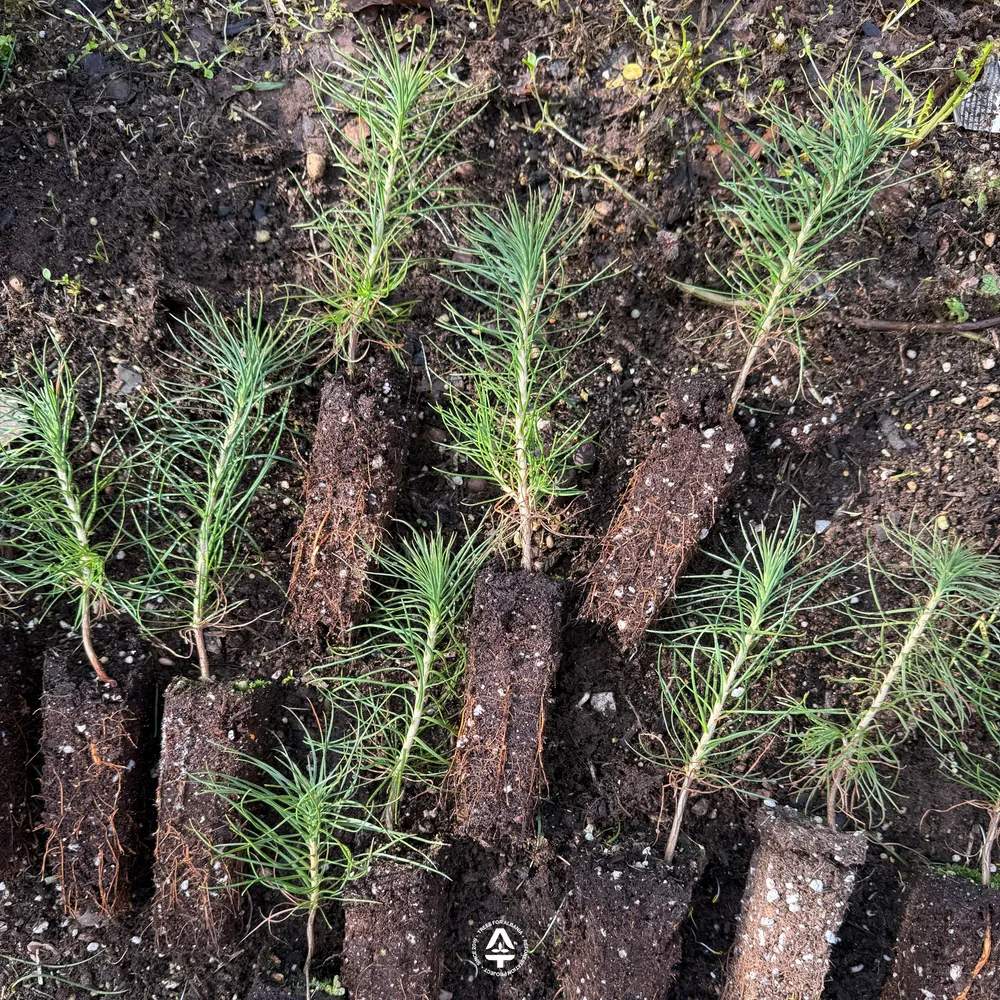 Our 1-year-old Black pines from Fushë-Lurë nursery
