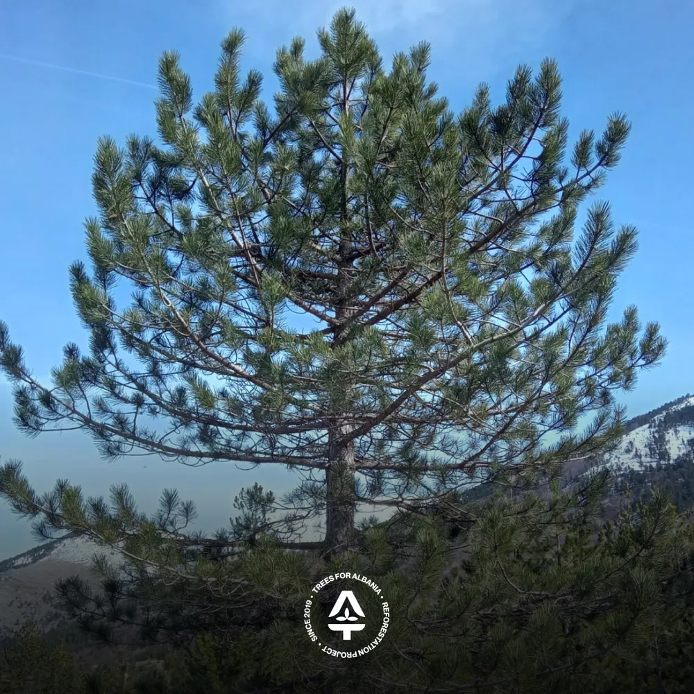 50-year-old mother tree of Black pine