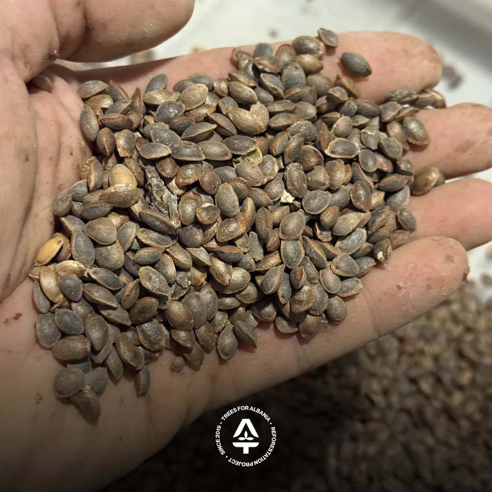 Cleaned Macedonian pine seeds, ready for sampling and testing