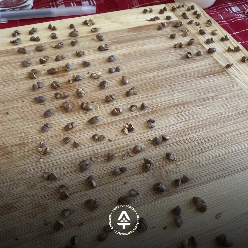 Cut-test of Macedonian pine