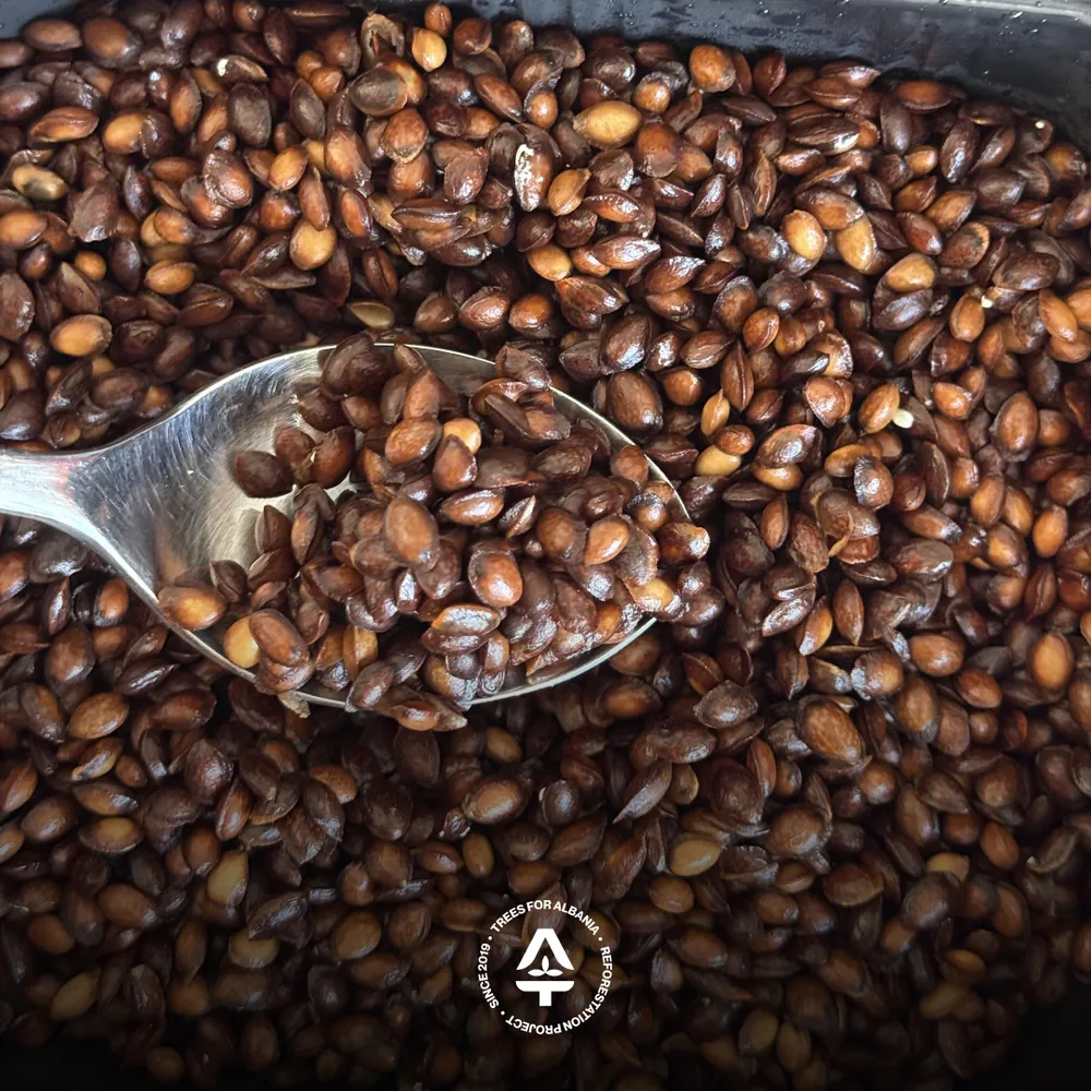 Start of stratification process of Macedonian pine (January 2026)