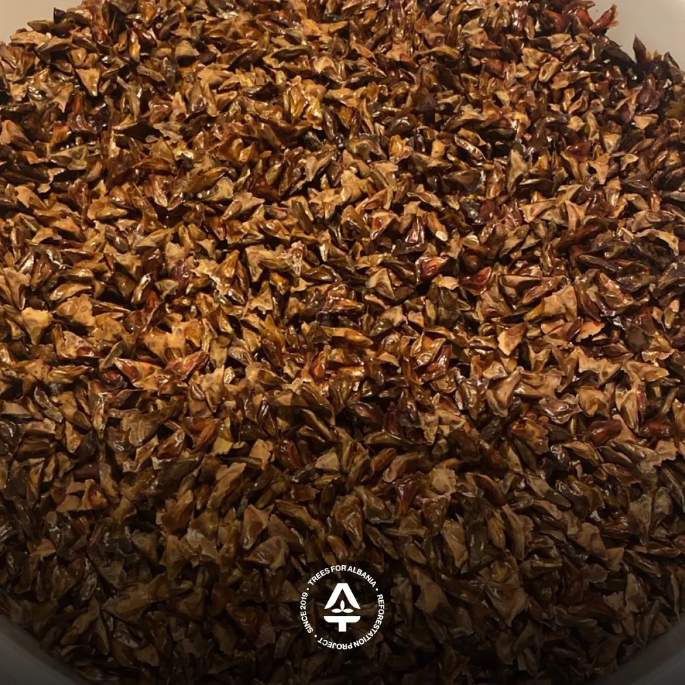 Start of stratification process of Silver fir (February 2026)