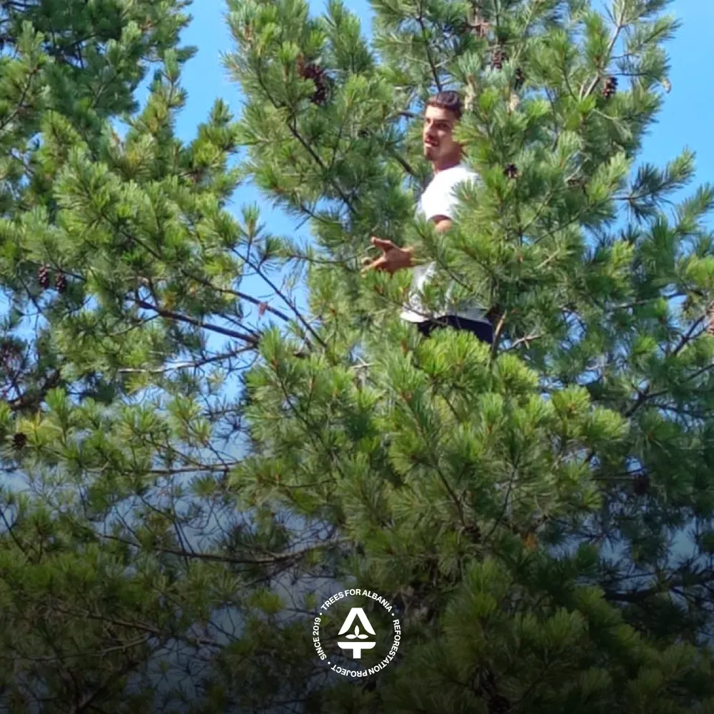 Worker in Lurë collecting Silver fir cones (September 2025)