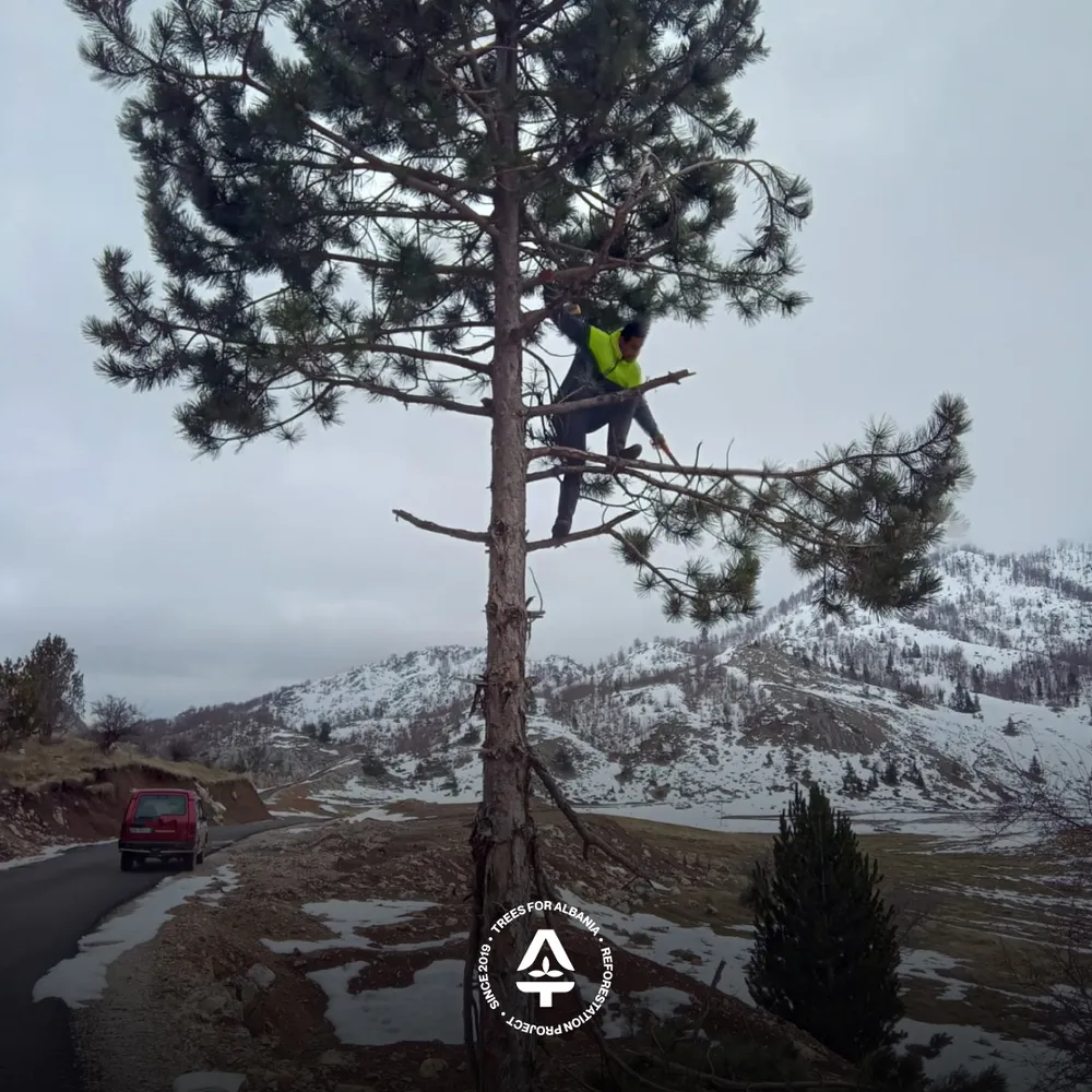 Worker in Lurë collecting Black pine cones (February 2026)