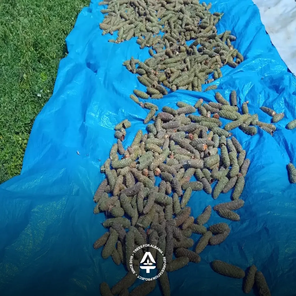 Silver fir pine cones slowly opening under sun in Lurë (October 2025)