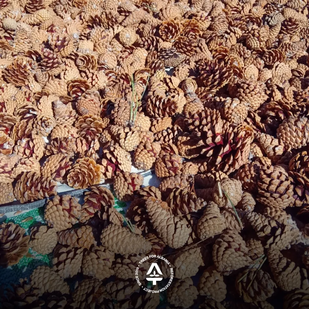 Black pine cones slowly opening under sun in Lurë (March 2025)