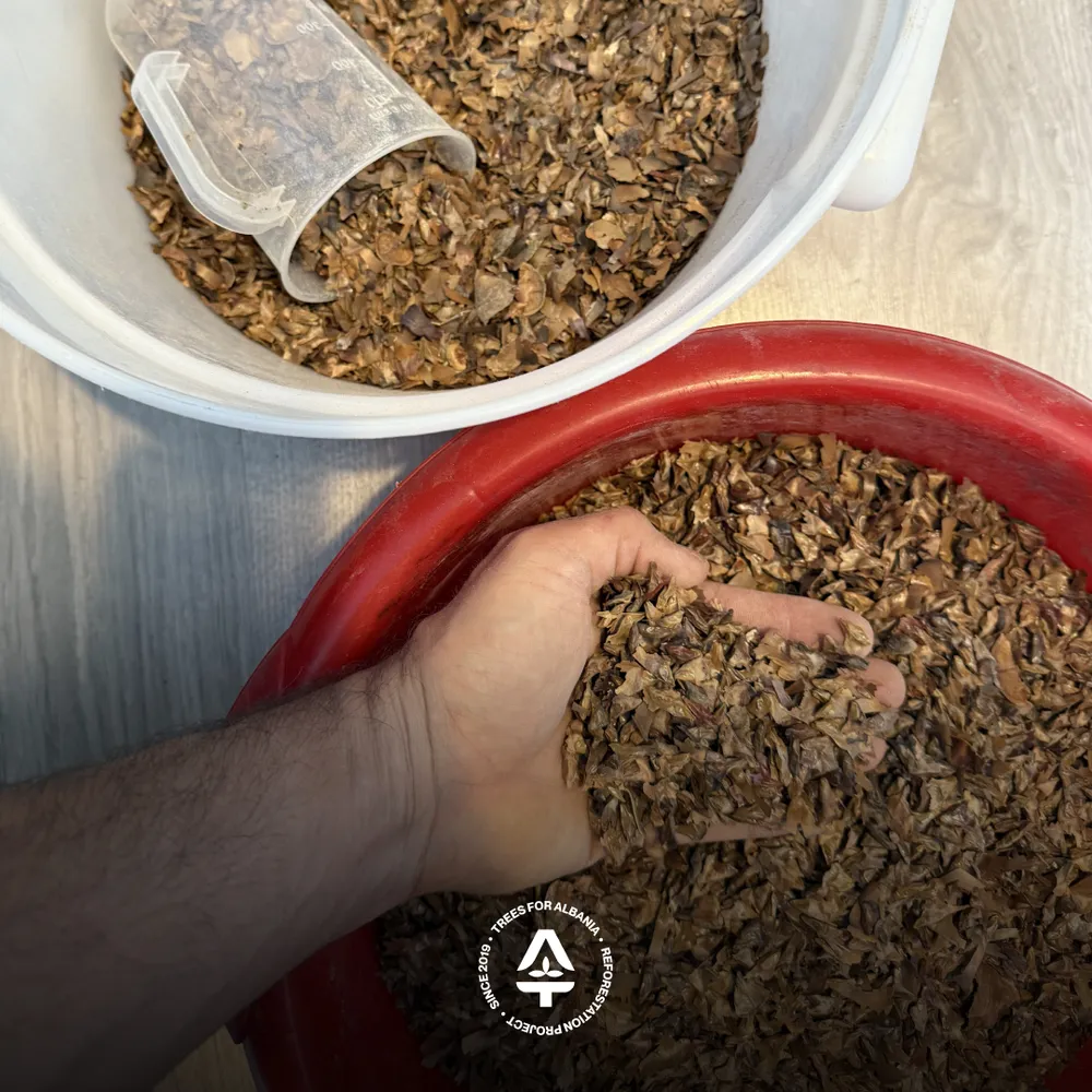 Cleaned Silver fir seeds, ready for sampling and testing