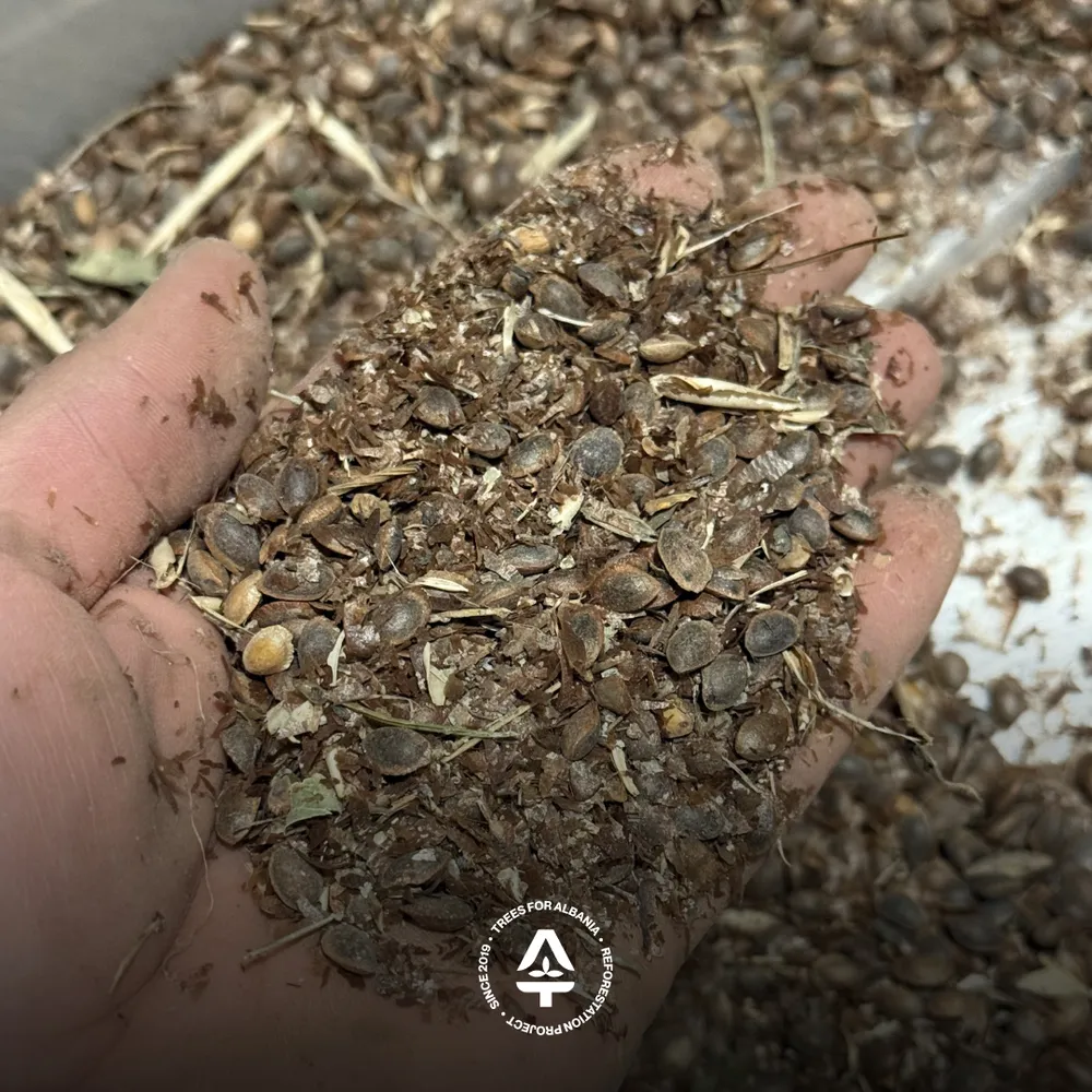 Residue from Macedonian pine seeds cleaning process