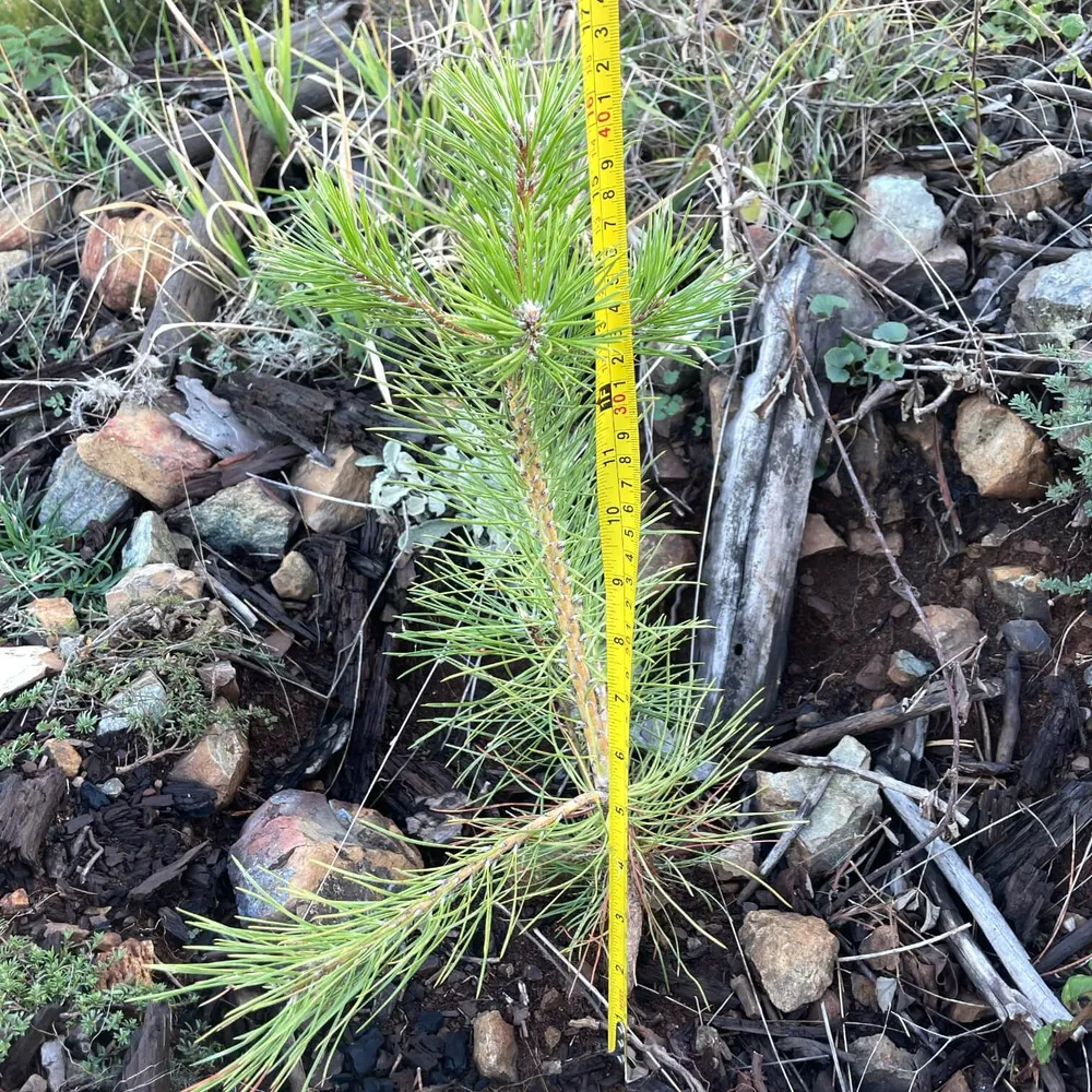 Growth measurement, Burrel, Sep 2022