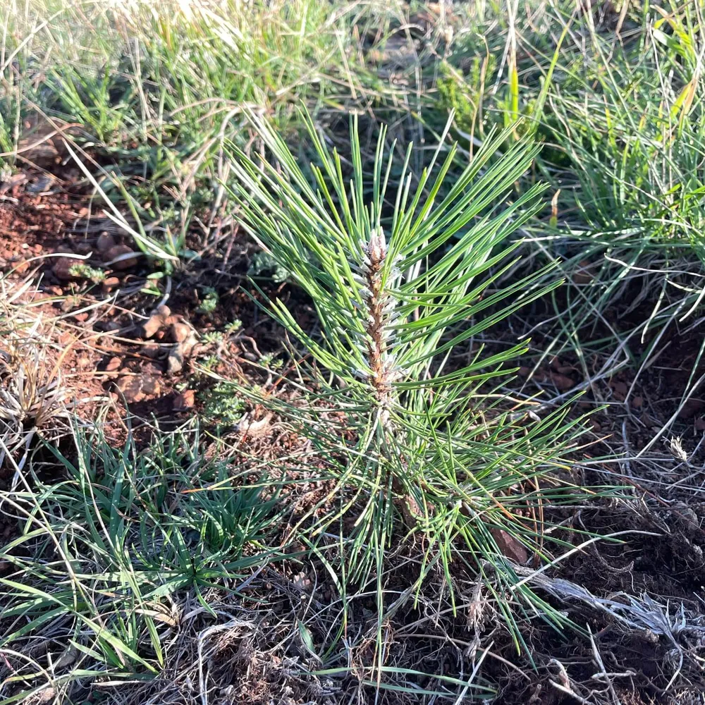 Healthy sapling, Fushë-Krujë, Sep 2022