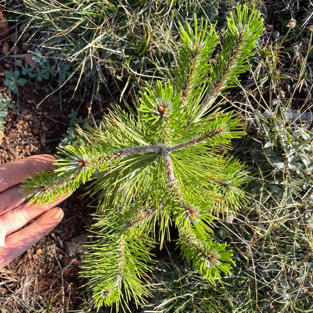 Healthy sapling, Burrel, Sep 2022