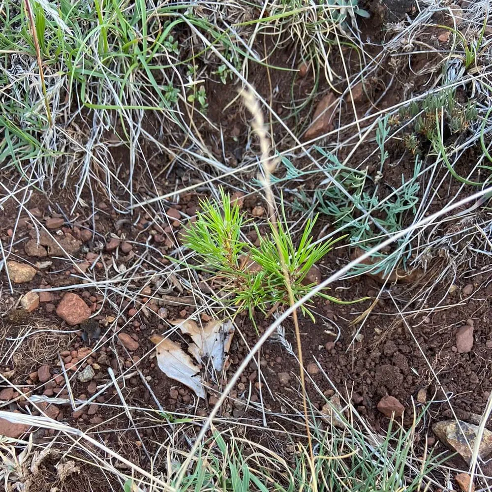 Healthy sapling, Korçë, Jul 2022