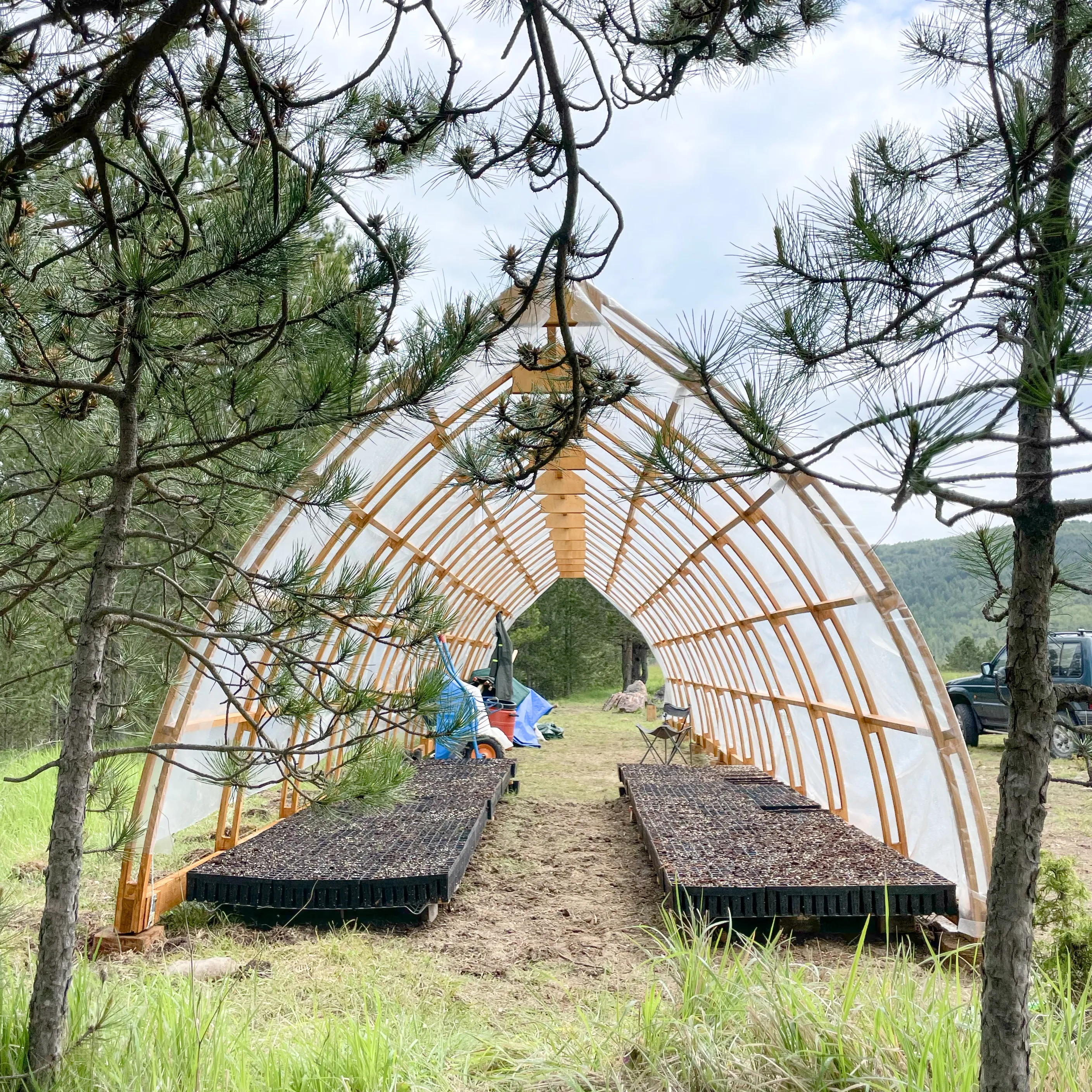 TREE NURSERIES