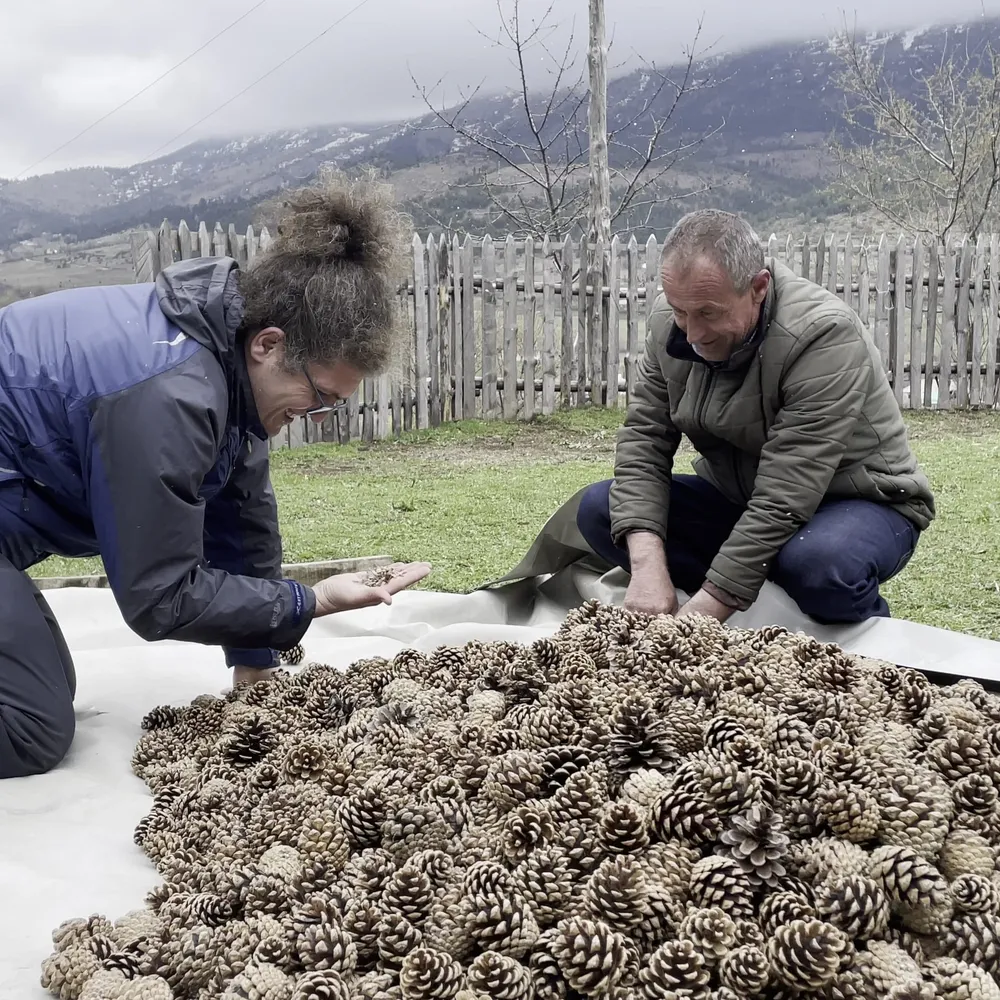 Pine cones ready for processing