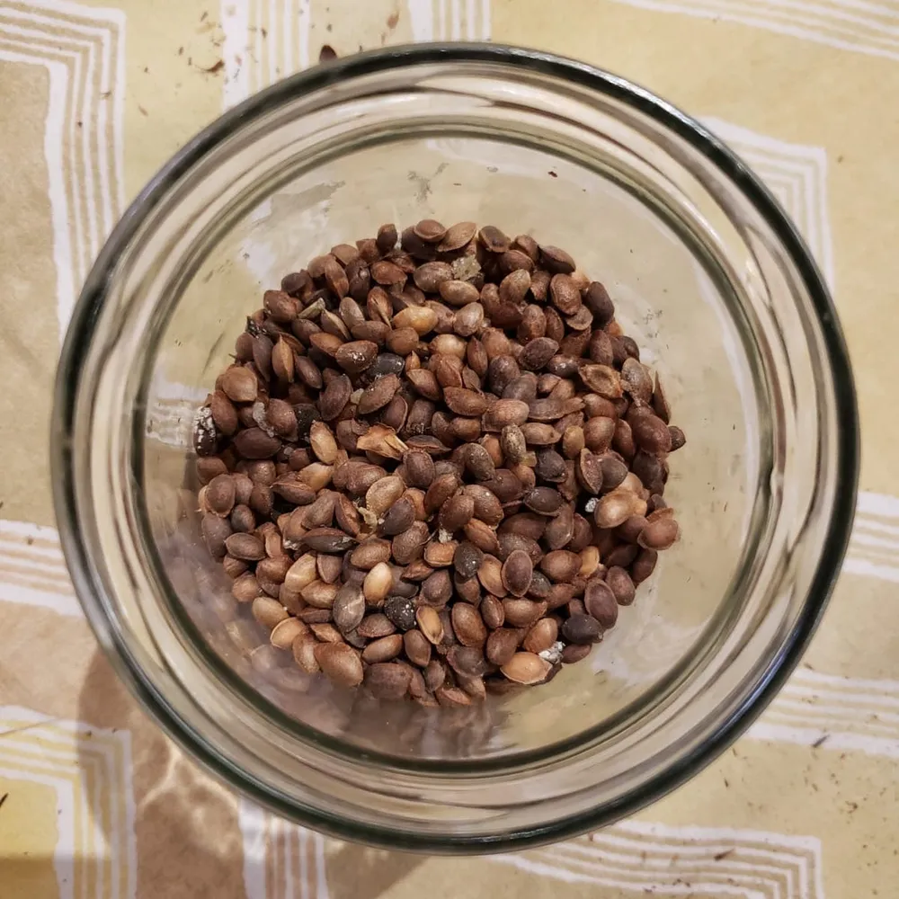 Pinus peuce, cleaned