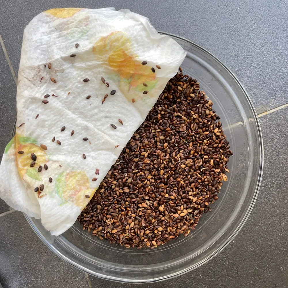 Pinus nigra stratification