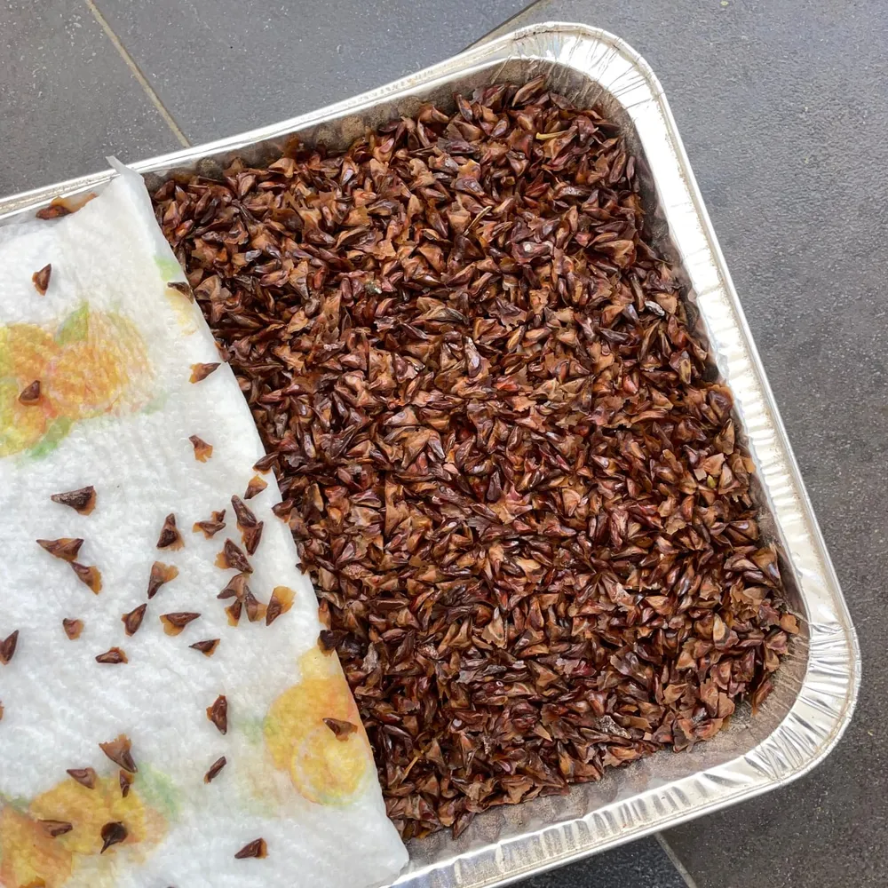 Abies alba stratification